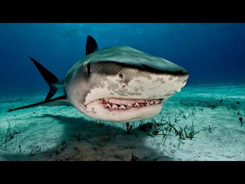 Tiger Shark - The Feared Predator / Documentary