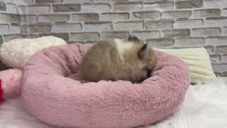 ハーフ犬の動画01