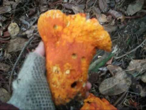 HOW TO CATCH LOBSTER MUSHROOMS ON VANCOUVER ISLAND BC