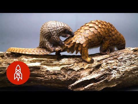 Everything You Could Want To Know About The Cutest Scaled Animal: The Pangolin