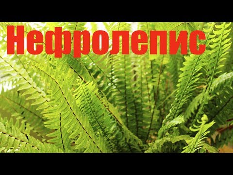 Нефролепис (Nephrolepis) – домашний папоротник