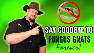 Get Rid Of Fungus Gnats Forever With This Simple Garden Hack!