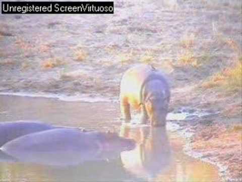 Baby Hippo Djuma 16th june 07