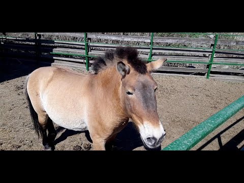 , title : 'CALUL SALBATIC ASIATIC A LUI PRZEWALSKI | WILD HORSE OF MONGOLIA-PRZEWALSKI HORSE'