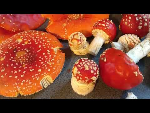 Fly Agaric - Amanita Muscaria with hallucinogenic properties- Introduction