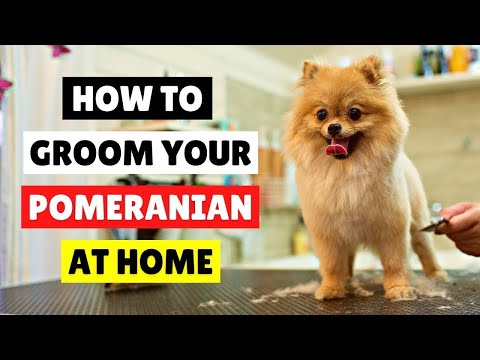 HOW TO GROOM Your Pomeranian at HOME ✂️🛁