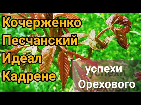 Орех пророс и принялся. Кочерженко, Идеал, Кадрене, Песчанский. Walnut sprouted and started.