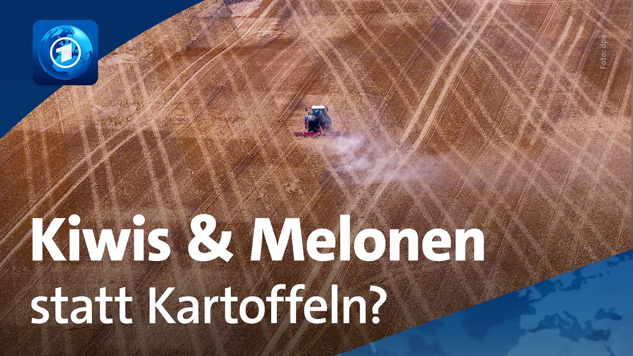 Umgang mit der Trockenheit: Landwirte experimentieren mit Nischenfrüchten