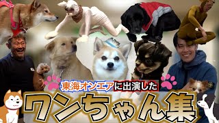【癒し】ワンちゃん集1【東海オンエア】