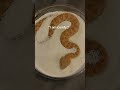 Baby Sand Viper Vs Adult in sprinkles! #sandviper #snakes #reptiles #justababy #babyanimals