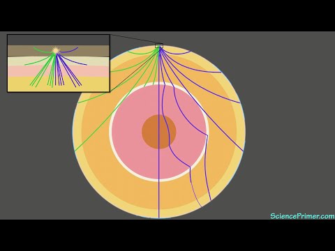 How earthquakes show us the inside of the Earth