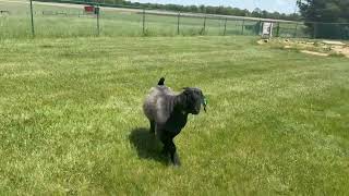 Lot 8: BSMF Black Ops 109890343            National Herdsire Sale- June 2-3, 2025
