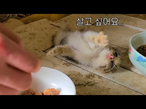 살고 싶다는 눈빛….. 제발 버텨줘, 아가야