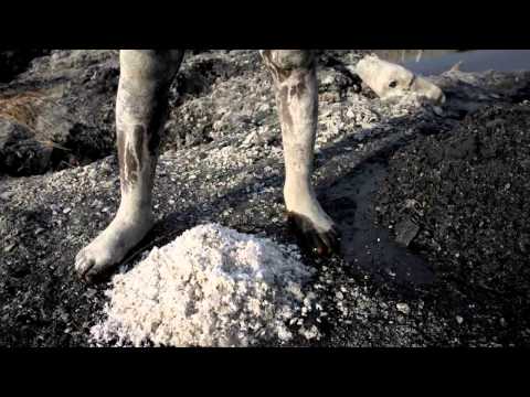 Global Economy and Health: UBC Seeks Solutions to Salt Mining Challenges