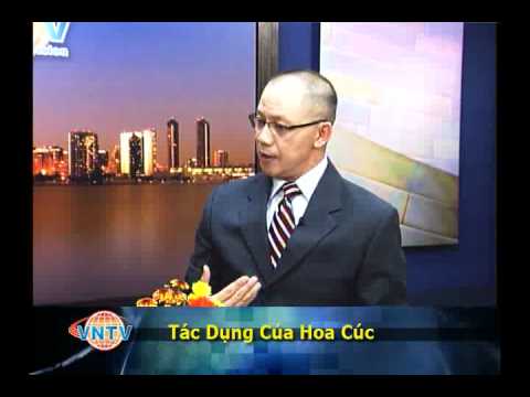 Tác Dụng Dược Thảo Của Hoa Cúc. Trà Cúc, hoa cúc có lợi gì cho sức khỏe ?