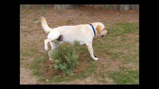 Los Nacos - C-Kan Feat. El Medico