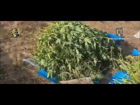 Cultură de canabis în Ilfov, descoperită de procurorii DIICOT