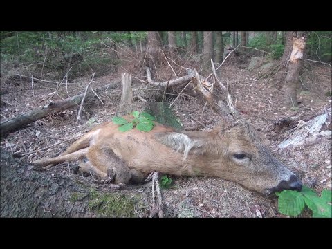 Die Jagd in Niedersachsen - Unterwegs mit Jagen.NDS