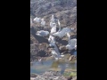 Seagulls Fighting For Food