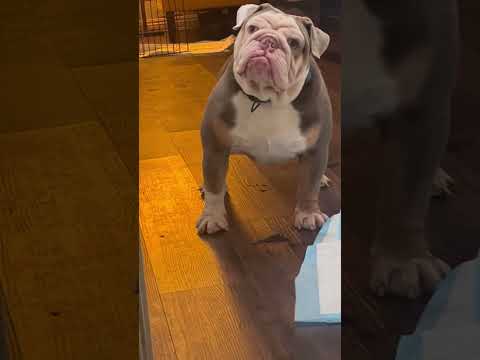 Funny and cute dogs compilation#funnydogs#cute#doglover#doglife#cure#dogshorts#pet#doglife#dogshorts