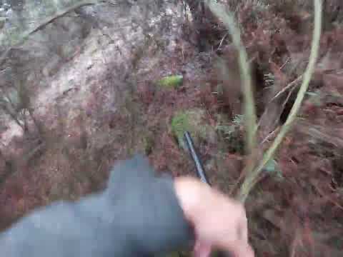 Ciganinha rainha do canil