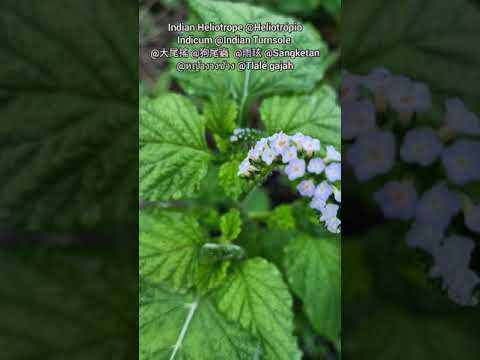Indian Heliotrope @Heliotrópio Indicum @大尾搖 @狗尾蟲 @雨玹 @Sangketan @หญ้างวงช้าง @Tlalé gajah