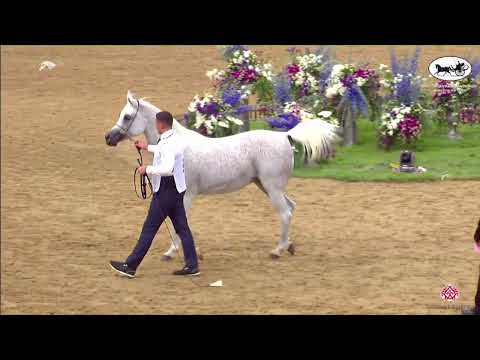 N 97 RB GHALIAH   2nd Qatar Arabian Breeders Cup   Mares 7+ Years Old Class 8+9