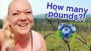 HIKING FOR ALASKAN BLUEBERRIES | Violett Vlogs