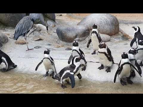 Super cute Penguins swimming and diving | Stuttgart Zoo | Animals for Kids