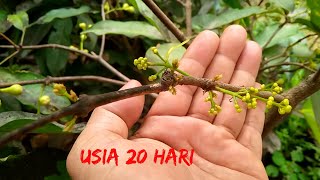 Download lagu how to force guava to bear fruit mp3 Download lagu how to force guava to bear fruit mp3