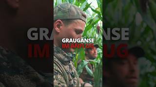 Graugänse im Anflug 🌾 Jagd an der Nordseeküste von ⁨@Freunde_der_Jagd⁩