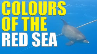 The Rainbow Colours Of The Red Sea