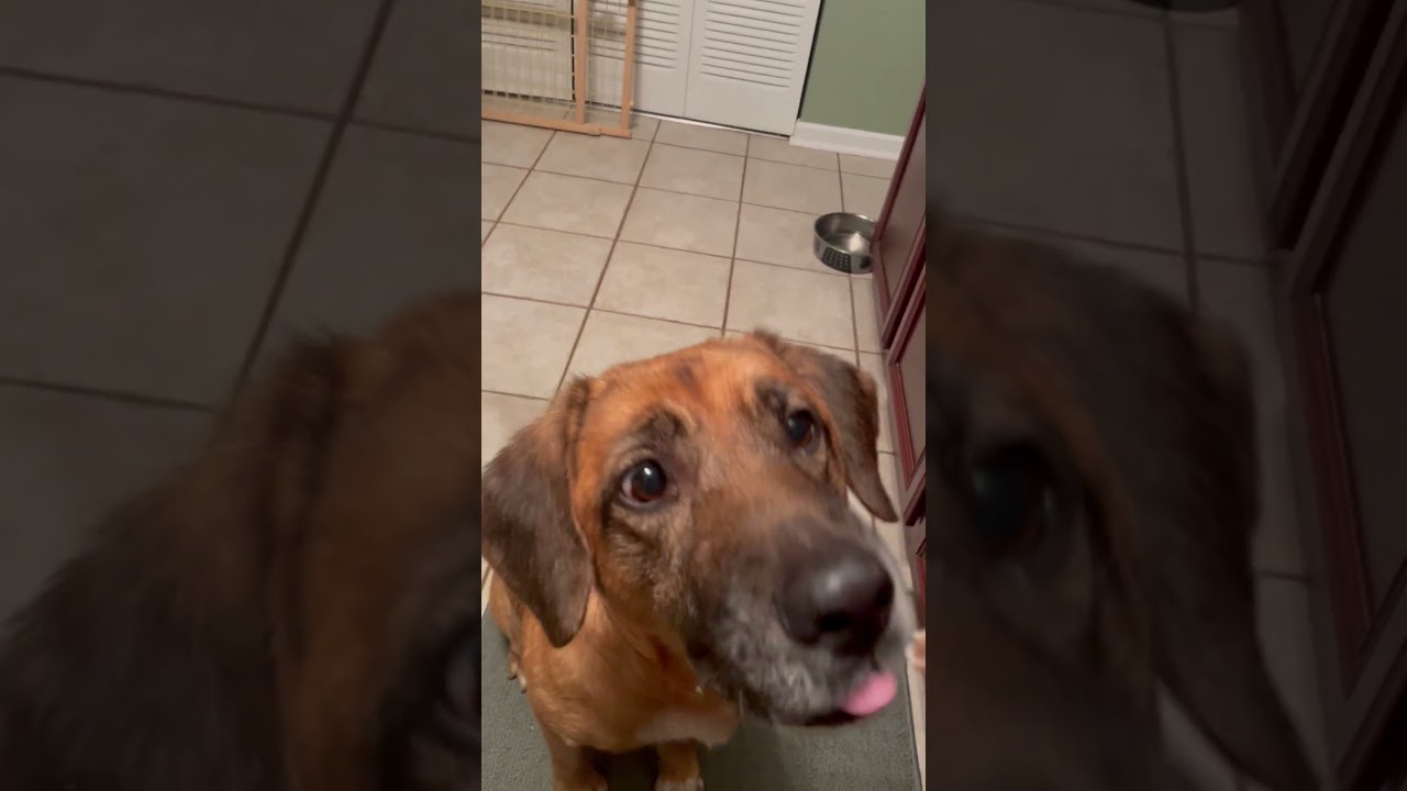 Enlarge Chessie, a ADOPTABLE mixed breed in Aurora, IL video 6/6