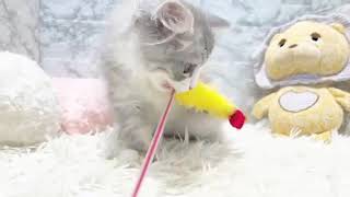 サイベリアンの動画01