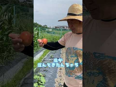 トマトの一般的な病気: それらを予防、認識、治療するにはどうすればよいですか?  庭園