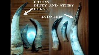 How to Clean Dirty and Stinky Cow Horns - Tutorial - InkArt