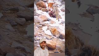 Caramelo e Leopardo das neves 😱