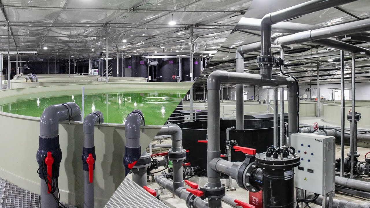 KINGTO RAS Workflow | Recirculating Aquaculture System for Fish Farming