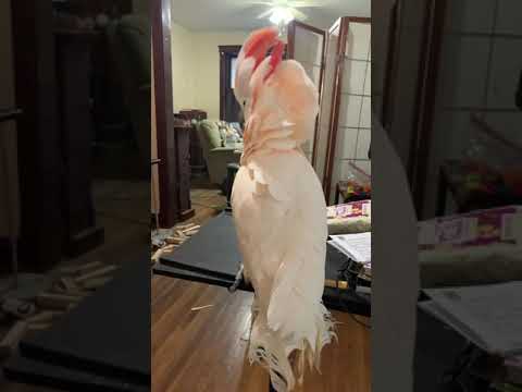 Misha bird thinks that juggling is unnatural