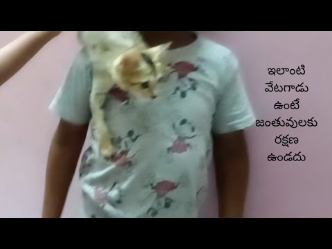 Baby cats-cute and funny cat video/cat and dog  fighting/kids playing with cat /in telugu