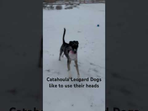 Catahoula Leopard Dogs are known to use of their heads as tools in various situations.
