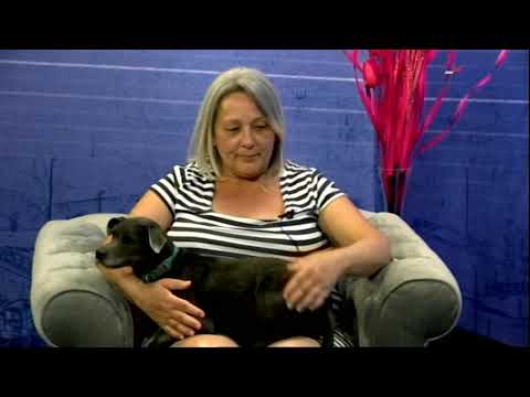 Dunavsko popodne 18.5