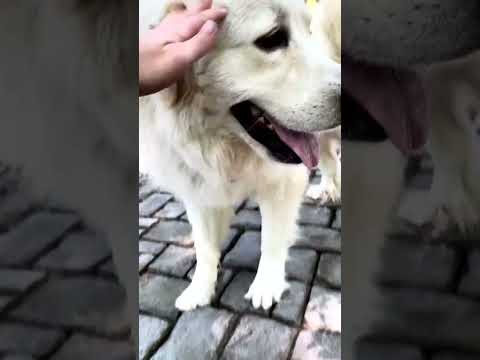 Rocky, an adoptable Great Pyrenees in Spring, TX_image-1