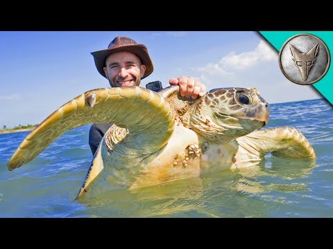 Catching Sea Turtles!