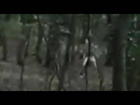 This disturbing footage is the only known recording of a Wendigo