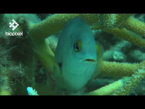 Oceanpedia   Critter finder   Fish   Damselfish