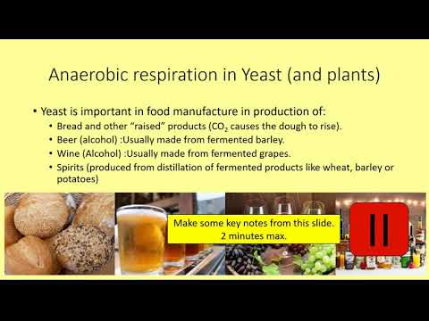GCSE Biology: Anaerobic respiration in yeast