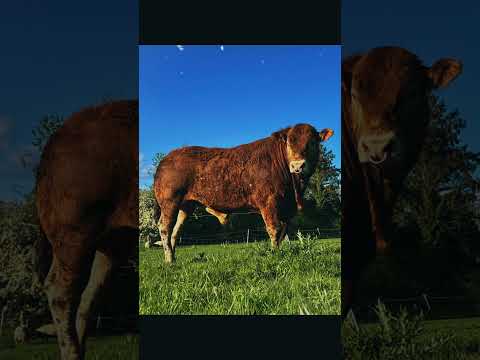 Limousine Bull - Image 2