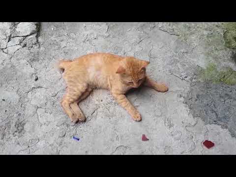 Father cat meow is hungry