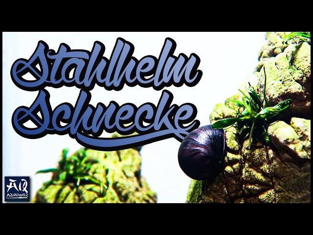 DIE STAHLHELMSCHNECKE | Neritina pulligera | Die beste Schnecke gegen Algen? | AquaOwner